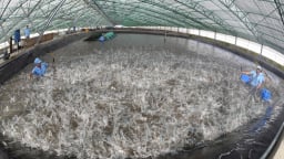 Thủy sản đặt mục tiêu tự chủ về công nghệ, nhất là công nghệ chiến lược