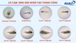 Cá cam, cá nhụ bốn râu mở cơ hội đa dạng hóa đối tượng nuôi biển