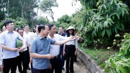 Vải thiều Bắc Giang vào vụ: Bộ trưởng mong 'bứt phá' xuất khẩu
