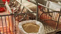 CJ Feed&Care: Tối ưu FCR, định hướng tương lai ngành chăn nuôi Việt Nam