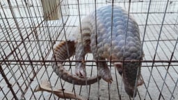Người dân Huế giao nộp cá thể tê tê quý hiếm cho kiểm lâm
