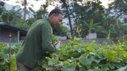 Trồng 1 sào su su, lợi nhuận bằng 1 mẫu lúa