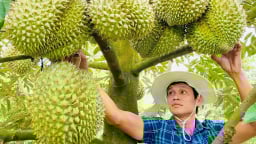 Thủ tướng chỉ đạo quản lý chặt diện tích, mã số vùng trồng sầu riêng