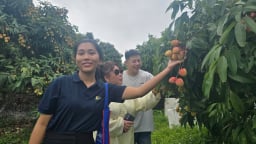 Bắc Giang: Đánh thức tiềm năng du lịch từ những trái vải thiều xuất khẩu