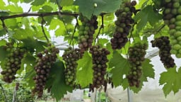 Nhiều loại cây trồng 'hái ra tiền' ở Tân Yên