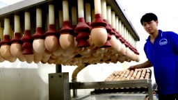 Trại gà 'công nghệ số' được Bí thư Tỉnh ủy quan tâm