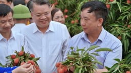 Mở đường lớn cho vải thiều Thanh Hà