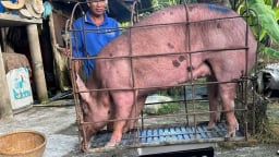 Giá heo hơi giảm nhưng người nuôi vẫn đạt lãi cao