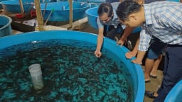 Sản xuất cá tầm xóa nghèo cho đồng bào thiểu số ở xã vùng 3