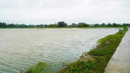 Huế mưa lớn nhất cả nước, hơn 12.500ha lúa và rau màu bị nhấn chìm