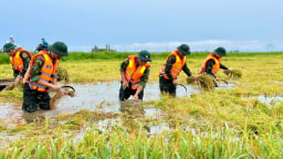 Hàng trăm cán bộ, chiến sĩ giúp dân gặt lúa ‘chạy lũ’