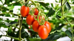 Một số sản phẩm chỉnh sửa gen trong nông nghiệp Nhật Bản