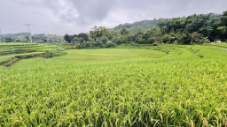 Trồng giống lúa 'nồi đồng cối đá', nông dân không phải phun thuốc