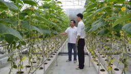 Bến Tre sản xuất nông nghiệp tập trung gắn với chuỗi giá trị