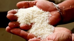 Giá lúa gạo hôm nay 20/6/2025: Gạo xuất khẩu hồi phục
