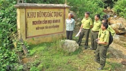 Quản lý rừng liên tỉnh không còn chờ xin ý kiến Thủ tướng