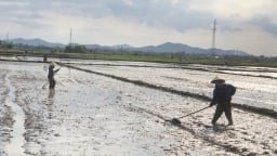 Nông dân chạy đua với vụ hè thu sau mưa lũ
