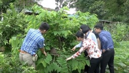 Nuôi kiến lấy trứng trên cây ăn quả: Giảm sâu bệnh, tăng nguồn thu
