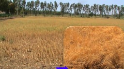 Cải thiện sức khỏe đất khi nắng nóng, hạn mặn và phèn đầu vụ hè thu