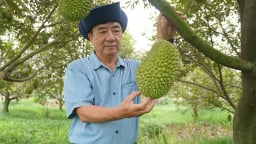 Cải tạo đất khó thành vựa sầu riêng hữu cơ mướt mắt