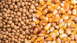 Nông dân, doanh nghiệp Argentina lên tiếng về thuế xuất khẩu lương thực cao