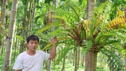 7.000 cây cau mỗi năm cho thu nhập 700 triệu đồng