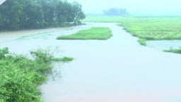 Mưa lớn do bão Wipha, hơn 120.000ha lúa bị ngập úng