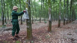[Bài 2]: Công nhân Phú Riềng thủy chung với nghề