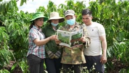 Cà phê, cao su trồng trên đất khoán có thể khó xuất khẩu sang EU