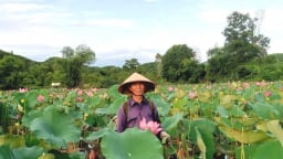 Chuyển lúa sang sen, nông dân thu trăm triệu mỗi vụ