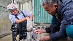 Cá tầm không rõ nguồn gốc 'gắn mác' Lào Cai gây khó khăn cho người nuôi