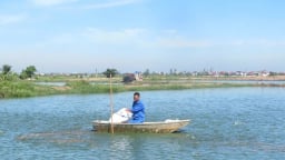 Biến đầm trũng thành vựa cá rô đồng, thu nhập 300-400 triệu đồng mỗi năm