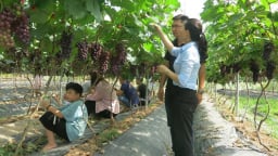 Biến đồi hoang thành vườn nho trĩu quả, thu hàng trăm triệu mỗi năm