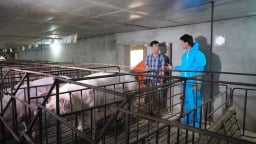 Vì sao chưa kiểm soát được dứt điểm dịch tả lợn Châu Phi?