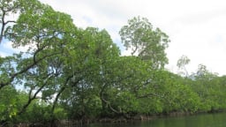 Dự án carbon xanh dương bảo vệ Philippines trước các cú sốc khí hậu