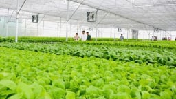 Tây Ninh tập trung phát triển nông nghiệp công nghệ cao