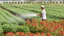 Vĩnh Long: Tạo đột phá mới cho nông nghiệp, môi trường