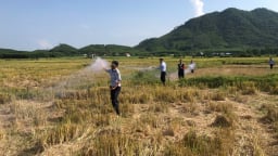 Nạn săn bắt chim yến trái phép vẫn phức tạp