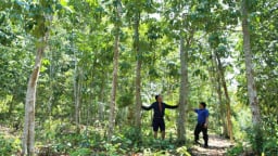 Đà Nẵng nhân rộng mô hình sinh kế hướng đến lâm nghiệp bền vững