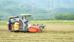 Gấp rút thu hoạch lúa tránh bão số 5