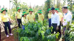 Khai phá tiềm năng cà phê: Hành trình mới cùng canh tác cà phê thông minh