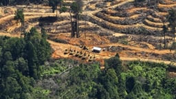 Hướng tới ngành sản xuất dầu cọ bền vững, không phá rừng tại Indonesia