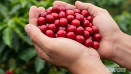 Giá cà phê hôm nay 5/9/2025: Thế giới biến động nhẹ