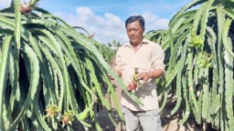 Bùng phát nạn trộm cắp dây điện ở vùng trồng thanh long