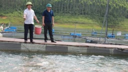 Đặt mục tiêu nuôi trồng, khai thác 9.200 tấn thủy sản vùng hồ Thác Bà