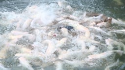 Hồi sinh vựa cá hồ Thác Bà: [Bài 3] Xây dựng thương hiệu 'Cá sinh thái Thác Bà'