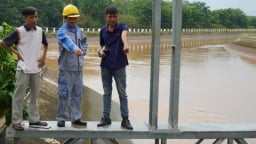 Bình Dương vào cuộc xử lý xác heo chết 'bức tử' kênh thủy lợi