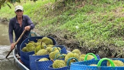 ĐBSCL: Giải tỏa nỗi lo cho doanh nghiệp xuất khẩu trái cây