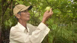 Bất ngờ trái chanh dây có vị ngọt, ăn như nhãn lồng