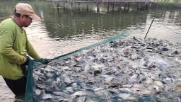 Cá rô phi vượt định kiến
